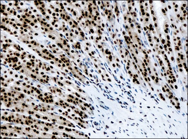 Merck Anti-methyl-Histone H3 (Me-Lys4) antibody produced in rabbit
