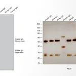 Thermo Fisher Scientific F(ab`)2-Goat anti-Rabbit IgG (H+L) Cross-Adsorbed Secondary Antibody, HRP