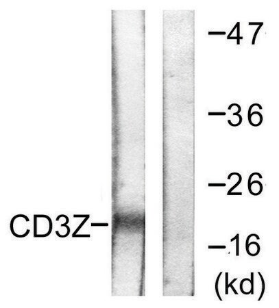 Merck Anti-CD3 zeta antibody produced in rabbit