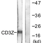 Merck Anti-CD3 zeta antibody produced in rabbit