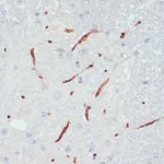 Merck ANTI-PHOSPHO-ENOS-S1177 ANTIBODY PRODUC&