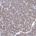 Merck ANTI-APOC3 ANTIBODY PRODUCED IN RABBIT