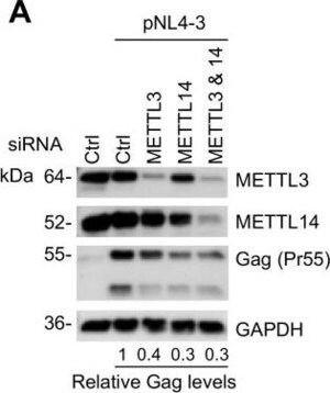 Merck ANTI-METTL14