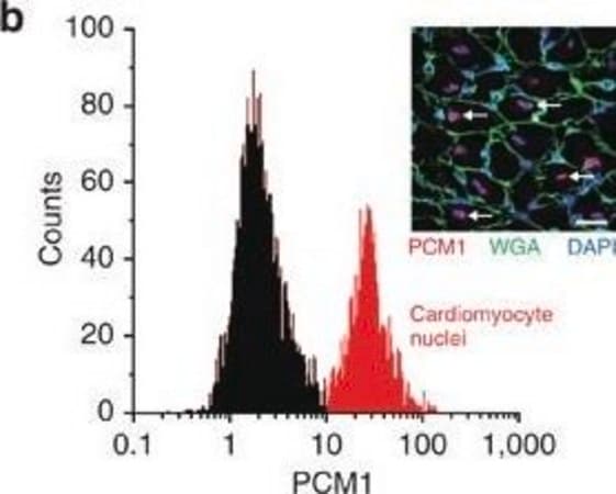 Merck Anti-PCM1 antibody produced in rabbit