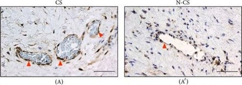 Merck Anti-PTGES antibody produced in rabbit