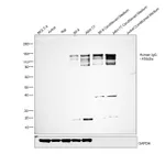 Thermo Fisher Scientific Goat anti-Human IgG (H+L) Secondary Antibody, HRP
