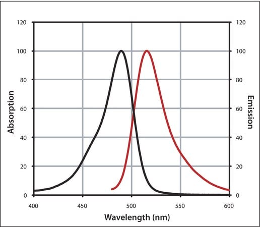Merck Monoclonal Anti-Biotin IgG, CF(TM) 488A antibody produced in mouse