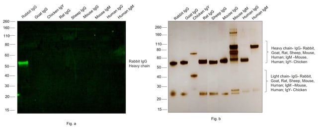 Thermo Fisher Scientific Chicken anti-Rabbit IgG (H+L) Cross-Adsorbed Secondary Antibody, Alexa Fluor 488