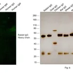 Thermo Fisher Scientific Chicken anti-Rabbit IgG (H+L) Cross-Adsorbed Secondary Antibody, Alexa Fluor 488