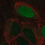 Merck Anti-LEKR1 antibody produced in rabbit