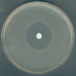 Merck Mueller Hinton Broth 2 (Cation-Adjusted&
