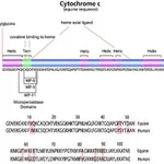 Merck CYTOCHROME C FROM HORSE HEART