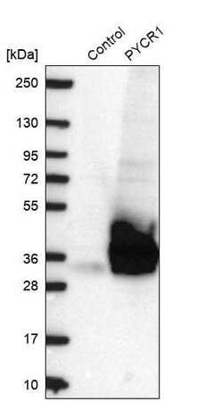 Merck Anti-PYCR1 antibody produced in rabbit