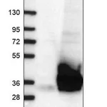 Merck Anti-PYCR1 antibody produced in rabbit