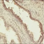 Merck MONOCLONAL ANTI-PHOSPHOTHREONINE, CLONE&