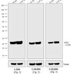 Thermo Fisher Scientific Donkey anti-Mouse IgG (H+L) Highly Cross-Adsorbed Secondary Antibody, Biotin