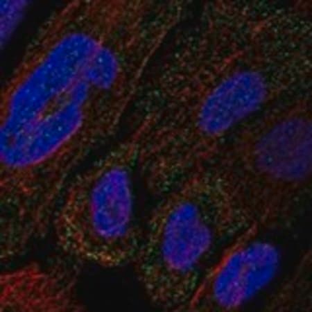 Merck Anti-COL12A1 antibody produced in rabbit