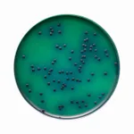 Himedia Mannitol Agar w/Prilion