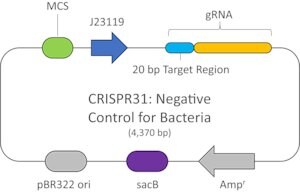 Merck NONTARGET CONTROL PLASMID BACTERIA