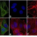 Thermo Fisher Scientific Rabbit anti-Mouse IgG (H+L) Cross-Adsorbed Secondary Antibody, DyLight 488
