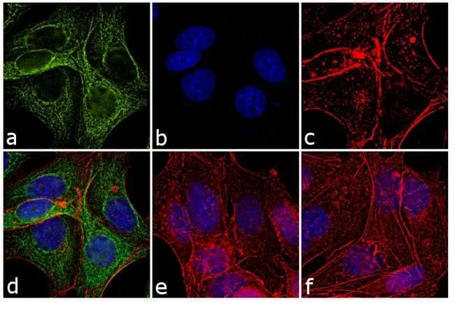 Thermo Fisher Scientific Rabbit anti-Mouse IgG (H+L) Cross-Adsorbed Secondary Antibody, DyLight 488
