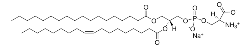 Merck Brain PS