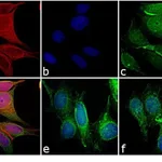Thermo Fisher Scientific Goat anti-Mouse IgG (H+L) Cross-Adsorbed Secondary Antibody, DyLight 550