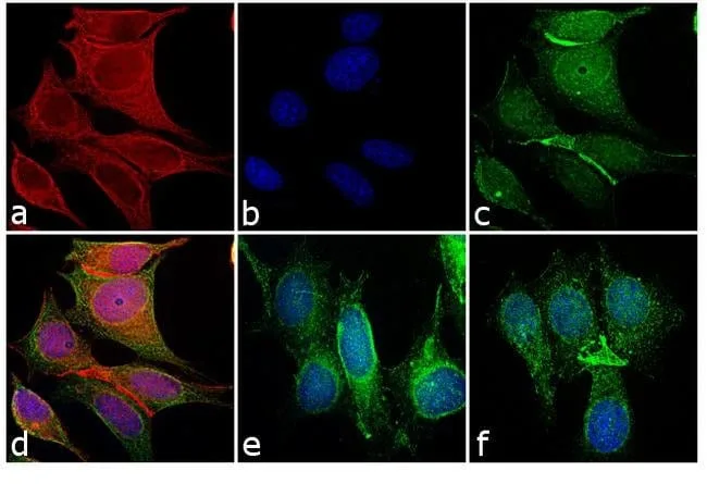Thermo Fisher Scientific Goat anti-Mouse IgG (H+L) Cross-Adsorbed Secondary Antibody, DyLight 550