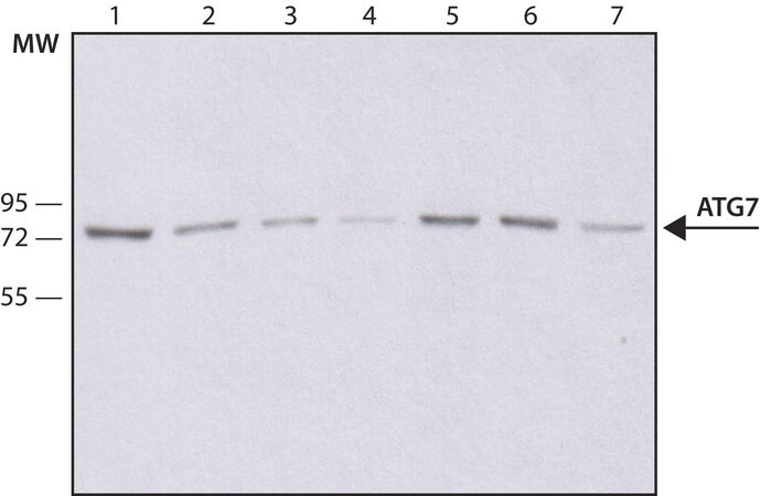 Merck Anti-Atg7 antibody, Mouse monoclonal