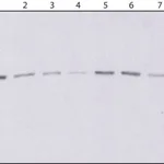 Merck Anti-Atg7 antibody, Mouse monoclonal