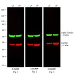 Thermo Fisher Scientific Goat anti-Rat IgG (H+L) Cross-Adsorbed Secondary Antibody, DyLight 800