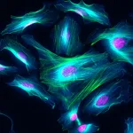 Thermo Fisher Scientific Donkey anti-Rat IgG (H+L) Highly Cross-Adsorbed Secondary Antibody, Alexa Fluor Plus 405
