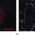 Merck MONOCLONAL ANTI-B-TUBULIN ISOTYPE III, &