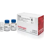 Thermo Fisher Scientific Dynabeads Untouched Mouse CD8 Cells Kit