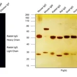 Thermo Fisher Scientific Goat anti-Rabbit IgG (H+L) Cross-Adsorbed Secondary Antibody, Alexa Fluor 750