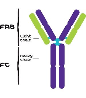 Merck IGG FROM HUMAN SERUM, REAGENT GRADE&