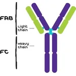 Merck IGG FROM HUMAN SERUM, REAGENT GRADE&