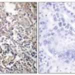 Merck ANTI-FIBRONECTIN 1 ANTIBODY PROD IN