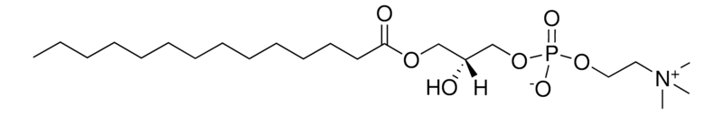 Merck 14:0 Lyso PC