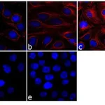 Thermo Fisher Scientific Goat anti-Mouse IgG (H+L) Cross-Adsorbed Secondary Antibody, Cyanine3