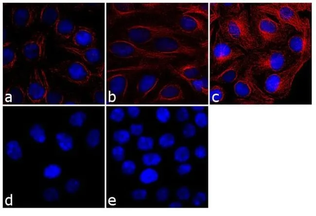 Thermo Fisher Scientific Goat anti-Mouse IgG (H+L) Cross-Adsorbed Secondary Antibody, Cyanine3