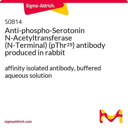 Merck Anti-phospho-Serotonin N-Acetyltransferase (N-Terminal) (pThr29) antibody produced in rabbit