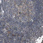 Merck Anti-BTN3A1 antibody produced in rabbit