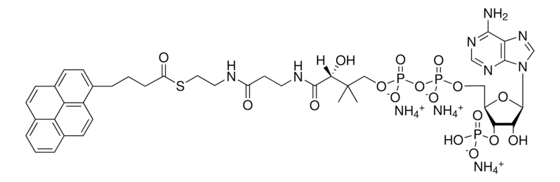 Merck 04:0 Pyrene Coenzyme A