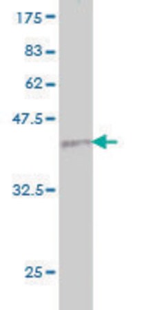Merck Monoclonal Anti-PLG antibody produced in mouse