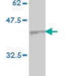 Merck Monoclonal Anti-PLG antibody produced in mouse