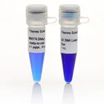 Thermo Fisher Scientific phiX174 DNA/BsuRI (HaeIII) Marker, ready-to-use