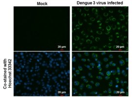Merck MONOCLONAL ANTI-DENGUE VIRUS NS3 PROTEI