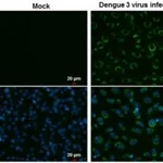 Merck MONOCLONAL ANTI-DENGUE VIRUS NS3 PROTEI
