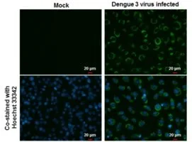 Merck MONOCLONAL ANTI-DENGUE VIRUS NS3 PROTEI